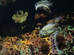 -上海海洋水族馆