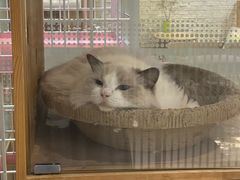 -藏猫猫咖啡主题馆(中央大道店)