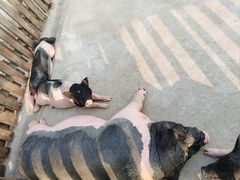 -太阳岛度假酒店