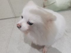 -萌喵宠狗爱心宠咖