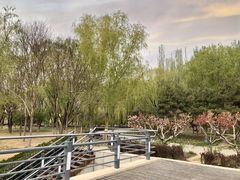 -大兴滨河森林公园