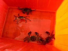 -阳澄湖大闸蟹·琼灵阁牌品牌连锁(吴中总店)