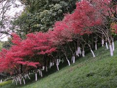 -龙头寺公园