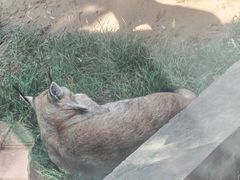 -青藏高原野生动物园