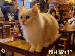 -猫猫幼稚园·撸猫·桌游·电玩