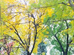-三里屯东五街银杏大道