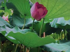 -陈家山荷花公园