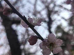 -无锡梅园公园