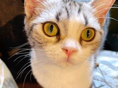 -猫猫幼稚园·撸猫·桌游·电玩