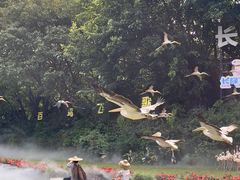 -广州长隆飞鸟乐园