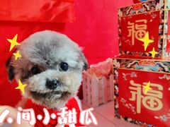 -1013 PET SHOP 宠物商店(近铁城市广场店)