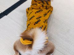 -逗柴咖啡屋·狗咖猫咖宠物桌游