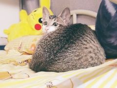 -彩虹桥宠物火化殡葬善终服务(金乐大厦店)