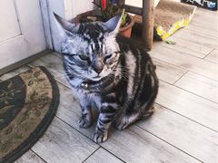 -海边的猫和咖啡馆