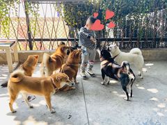 -柴犬高等学院·狗咖·柴犬售卖·宠物训练