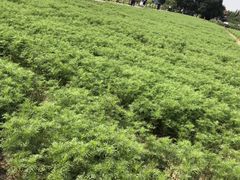 -田园东方蜜桃村的田野营地