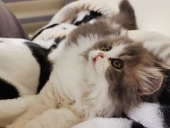 -欣宠猫屋·矮脚拿破仑·蓝金金渐层