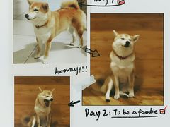 -柴务处·柴犬主题狗咖