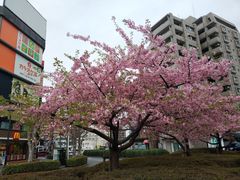 -銀座あけぼの (銀座本店)