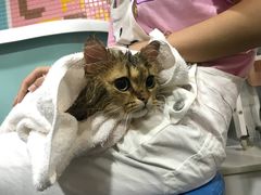 -十年猫舍·猫咪专门店(普陀店)