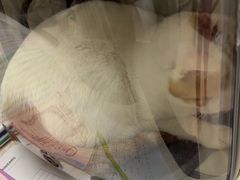 -爱妮康宠物医院·干细胞免疫细胞·肿瘤·心脏(张江店)