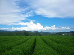 -龙坞茶村