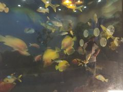 -大亚湾红树林城市湿地公园