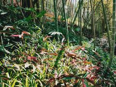 -雁南飞茶田景区