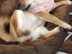 -豆柴町-柴犬主题狗咖(红鼎国际C座店)