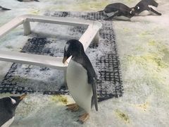 -大连圣亚海洋世界