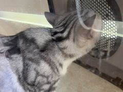 -A猫a狗全科·犬猫异宠·芥西宠物医院(南开总院)