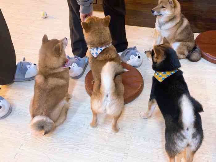 豆柴院子柴犬主题咖啡馆(798店"本来只是在798闲逛 看到了这家柴犬