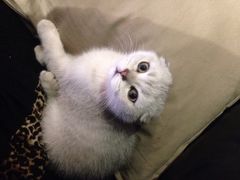 Mikaku-MIKAKU(万达广场上海宝山店)