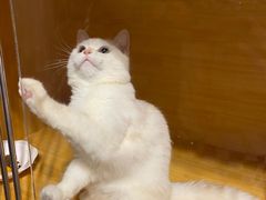 -浅草猫吧猫咖 购宠桌游 约会社交(红鼎国际名苑店)