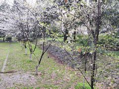 -武汉大学-樱园