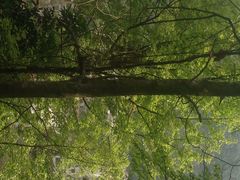 iphone_upload_pic-广州市流溪河国家森林公园