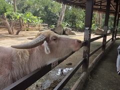 -海南热带野生动植物园