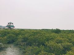 -北海金海湾红树林生态旅游区