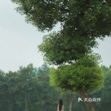 你们看这个大大的问号❓像不像一棵树🌳无锡网红地孤独的树