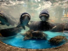 -魏铭鱼头捞饭(晋阳路店)