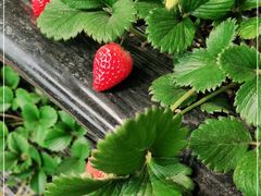 -大自然农场蔬菜草莓采摘园