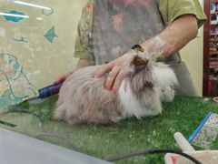 -宠物兔专门店(天丰利市场店)