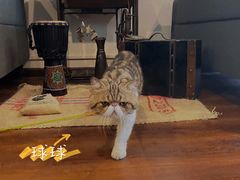 -参差咖啡(水果湖公园店)