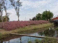 -上海滨江森林公园
