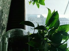 -忘忧草融合私房菜(红鼎国际店)