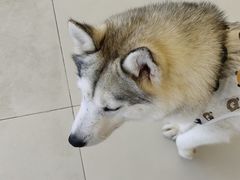 -怪兽屋·羊驼·猫咖·狗咖(俊华广场店)