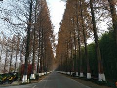 -黄海国家森林公园