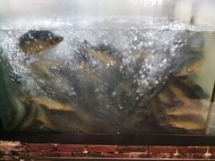 -肥鱼屯活鱼锅(惠工街店)