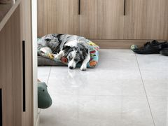 -翊宠yipet猫狗购宠庄园犬舍•猫舍