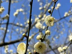 -梅花山(明孝陵内)